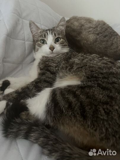 Кошка в дар