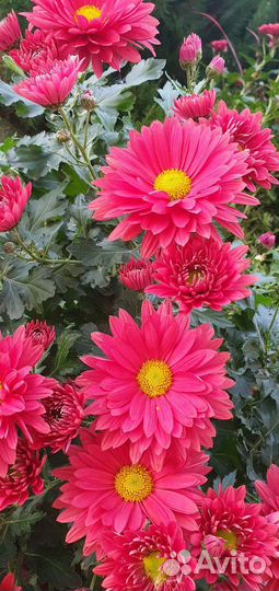 Хризантема