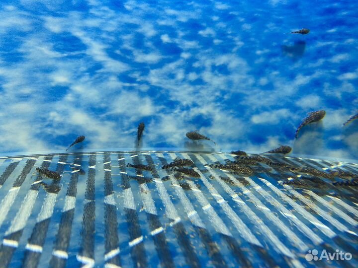 Сомики анциструсы