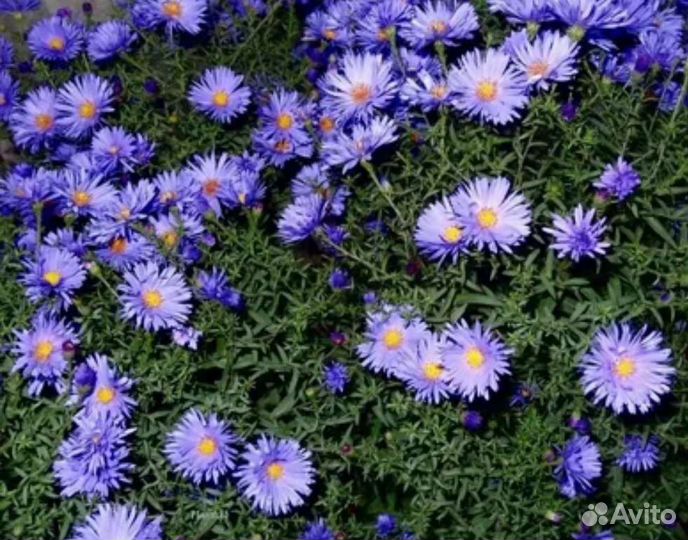 Лилия, очиток, флоксы, астра, ирисы, малина