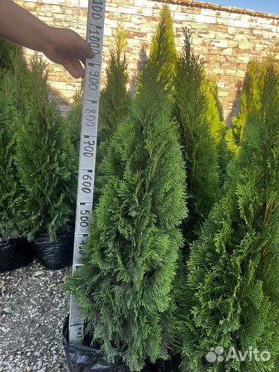 Саженцы туи смарагд