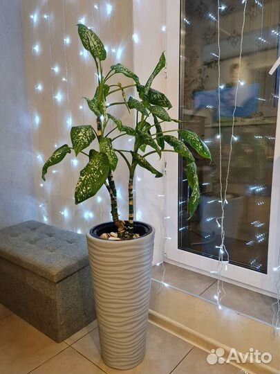 Диффенбахия