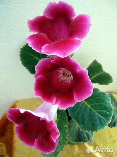 Глоксиния клубни