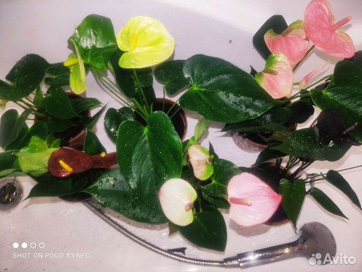 Антуриумы разные сорта