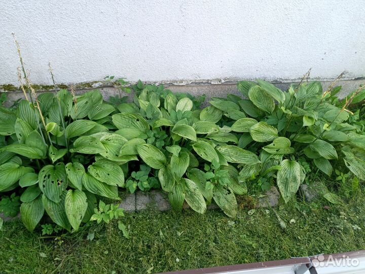 Хосты 3 больших куста