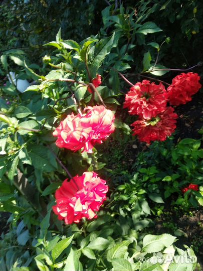 На срез цветы разные