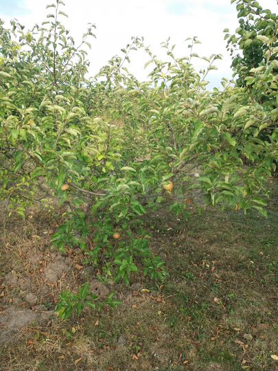 Дача 10 м² на участке 10 сот.