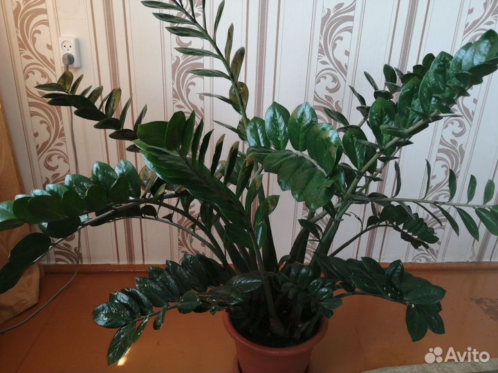 Замиокулькас