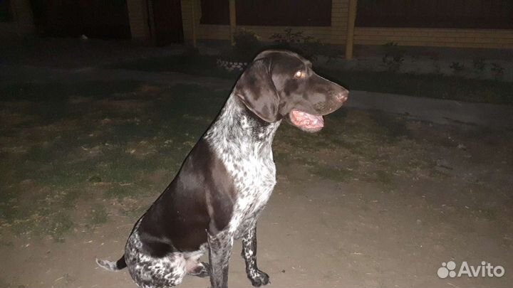 Курцхаар вязка