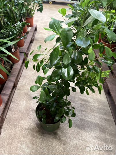 Фикус микрокарпа