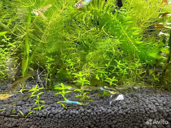 Гуппи Эндлера японская голубая