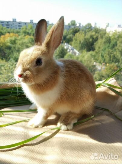 Передержка животных