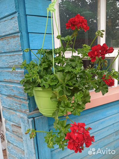 Герань пеларгония плющелистная