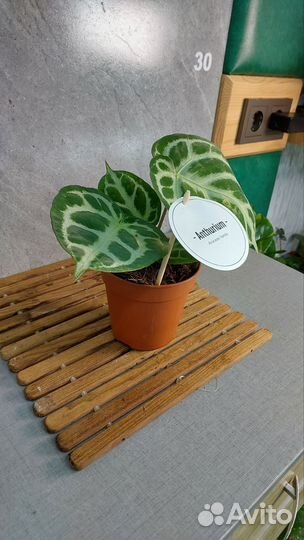 Антуриум сильвер блаш