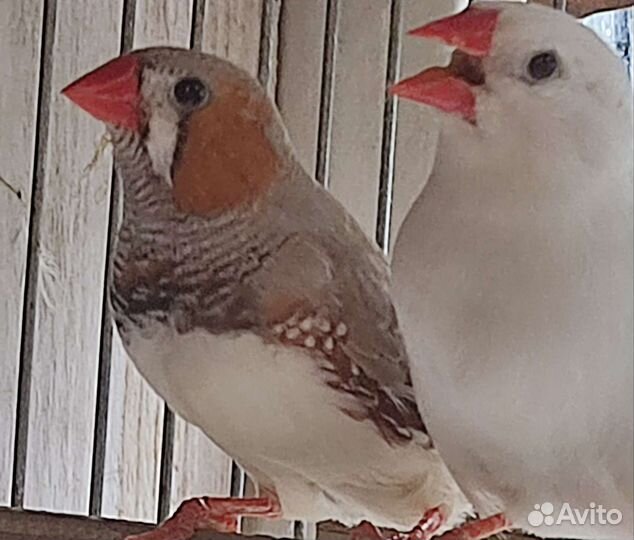 Зебровые амадины