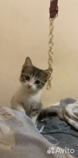 Отдам котенка мальчика