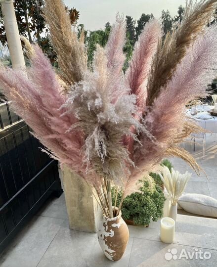 Кортадерия, пампасная трава сухоцвет