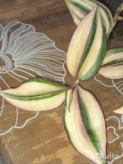 Традесканции сортовые