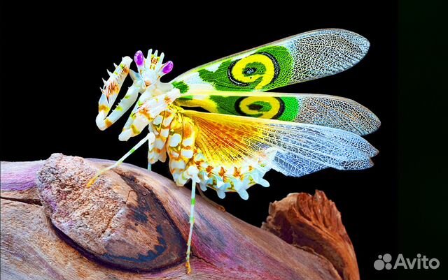 Богомолы экзотические редкие с доставкой по России