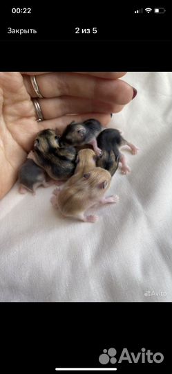 Джунгарские хомяки ручные малыши