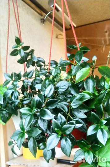 Гипоцирта (наманантус)