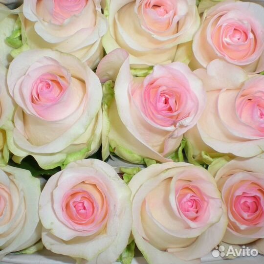 Роза Senorita 80 см