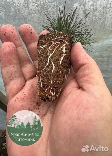 Зкс Сосна сеянцы Ели Лиственницы окс Голуб Горная
