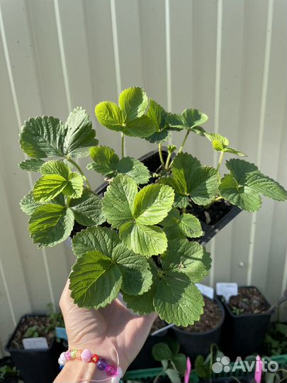 Саженцы клубники