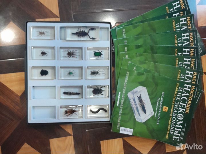 Насекомые в стекле