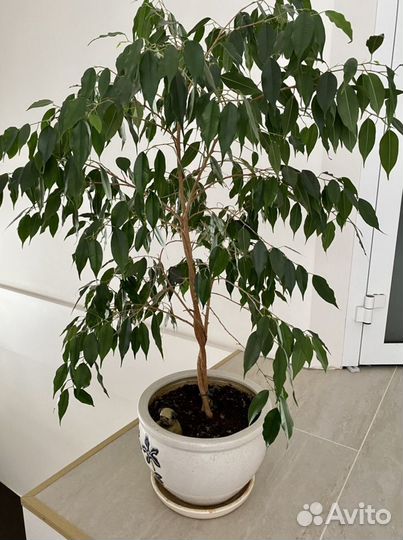 Фикус бенджамина