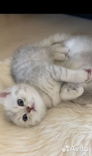 Британские серебристые котята