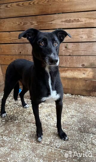 Чёрно-белая собака из приюта с кокетливым взглядом