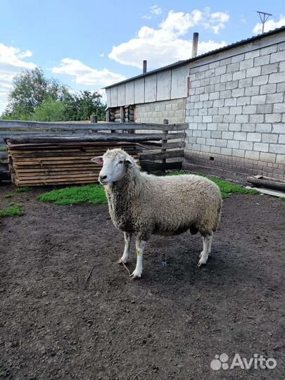 Баран на племя