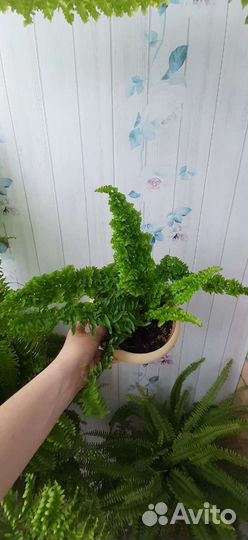 Нефролепис папоротник Эмина