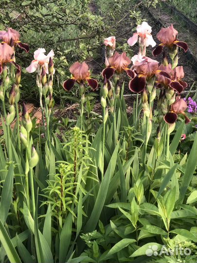 Цветы ирисы