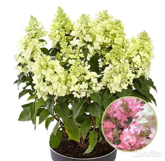 Гортензия метельчатая