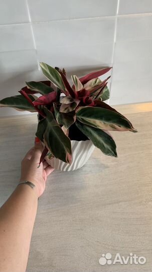 Строманта триколор