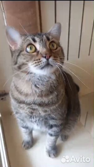 Особенный котик Вася