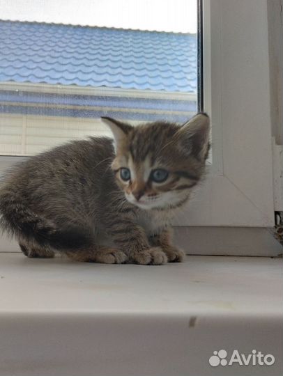 Кошка