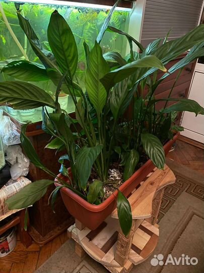 Спатифиллум