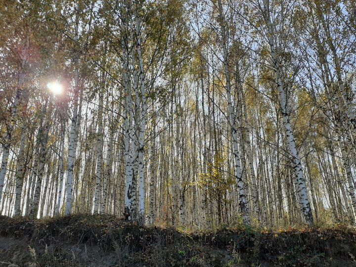 Участок 7 сот. (ИЖС)