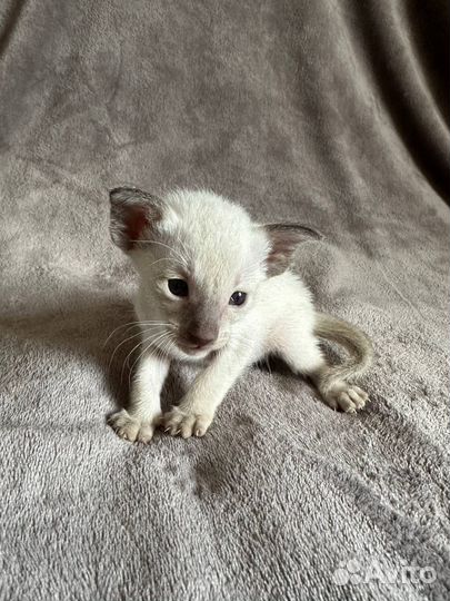 Ориентальные котята