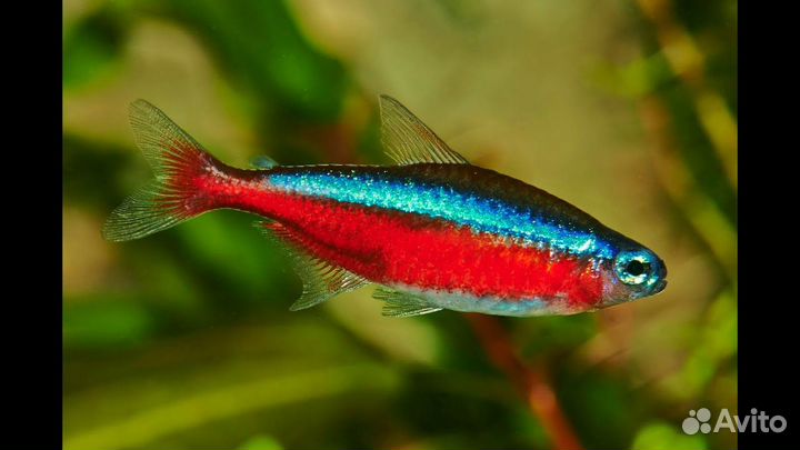 Неон красный