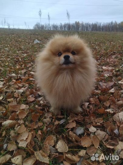 Кобели чихуахуа и шпиц вязка