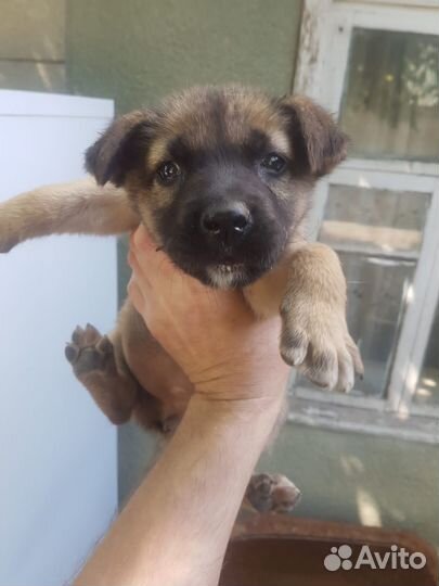 Щенок в добрые руки бесплатно