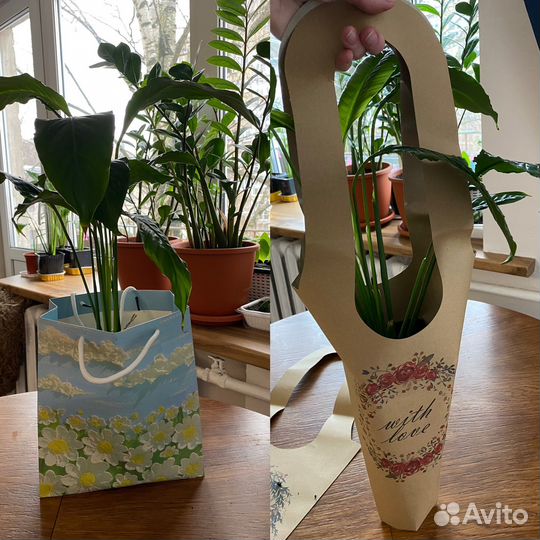 Спатифилум цикламен комнатные цветы