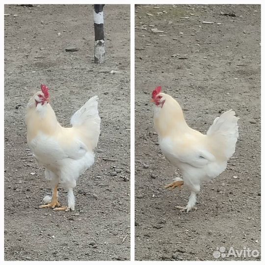 Продам петуха