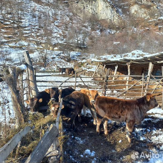 Продаются телята