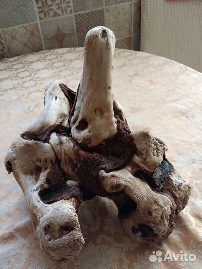 Коряги дрифтвуд