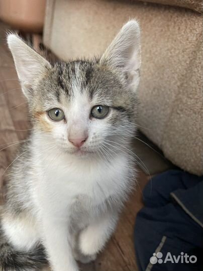 Кошки в добрые руки бесплатно